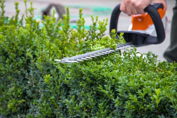 Pruning
