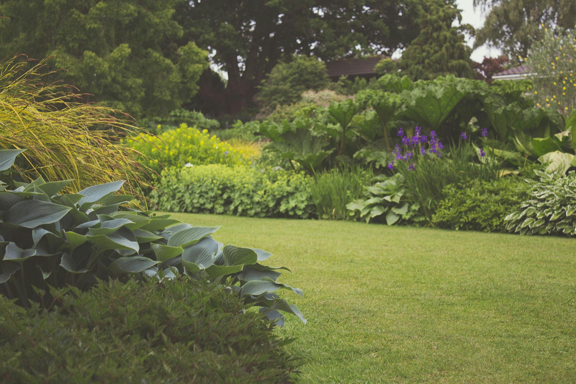 Lush green landscape